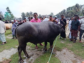 কোরবানির জন্য অনেকের পছন্দ মহিষ, কিন্তু কেন