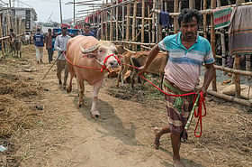 দরদাম আর বেচাবিক্রিতে সরগরম পশুর হাট