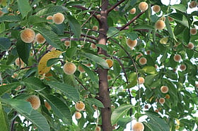 মৌলভীবাজারে গাছে গাছে কদমের হাসি