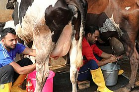 সেন্সর, জিন ও নারী খামারির হাতে দুধের ভবিষ্যৎ